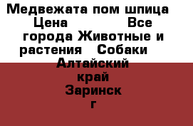 Медвежата пом шпица › Цена ­ 40 000 - Все города Животные и растения » Собаки   . Алтайский край,Заринск г.